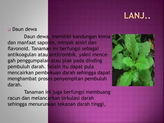  Daun dewa 
Daun dewa, memiliki kandungan kimia 
dan manfaat saponin, minyak atsiri dan 
flavonoid. Tanaman ini berfungsi sebagai 
antikoagulan atau antitrombik, yakni mence-gah 
penggumpalan atau plak pada dinding 
pembuluh darah. Selain itu dapat pula 
mencairkan pembekuan darah sehingga dapat 
menghambat proses penyempitan pembuluh 
darah. 
Tanaman ini juga berfungsi membuang 
racun dan melancarkan sirkulasi darah 
sehingga menurunkan tekanan darah tinggi, 
 