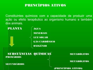 PRINCÍPIOS ATIVOS
Constituintes químicos com a capacidade de produzir uma
ação ou efeito terapêutico ao organismo humano e também
dos animais.
PLANTA ÁGUA
MINERAIS
LUZ SOLAR
GÁS CARBÔNICO
OXIGÊNIO
SUBSTÂNCIAS QUÍMICAS METABÓLITOS
PRIMÁRIOS
METABÓLITOS
SECUNDÁRIOS
(PRINCÍPIOS ATIVOS)
 