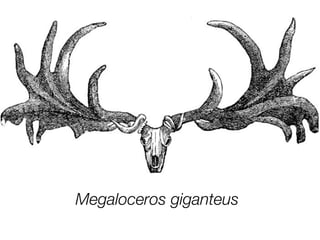 Megaloceros giganteus
 