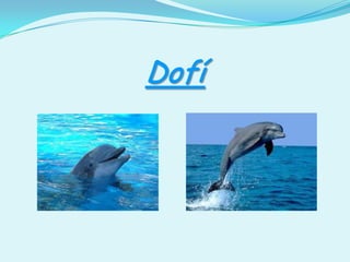 Dofí 