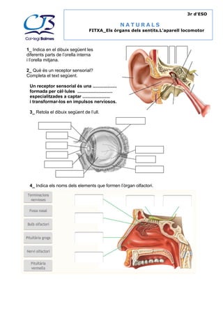 FITXA_Els òrgans dels sentits.L'aparell locomotor 
1_ Indica en el dibuix següent les 
diferents parts de l’orella interna 
i l’orella mitjana. 
2_ Què és un receptor sensorial? 
Completa el text següent. 
Un receptor sensorial és una .................... 
formada per cèl·lules ............................ 
especialitzades a captar ...................... 
i transformar-los en impulsos nerviosos. 
3_ Retola el dibuix següent de l’ull. 
NATURALS 
4_ Indica els noms dels elements que formen l’òrgan olfactori. 
3r d'ESO 
C/ Xile, 5 i Passeig Bullidor 5 08191 Rubí – Tel.: 93 699 78 03 email: colegiobalmes@telefonica.net 
 