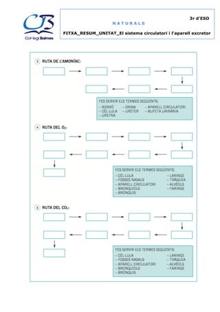 Fitxa resum unitat el sistema circulatori i aparell excretor | PDF