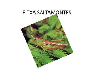 FITXA SALTAMONTES 