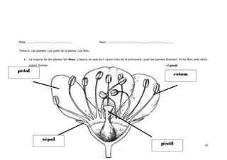 Data: .......................................................

Nom: .................................................................................

Tema 6: Les plantes. Les parts de la planta: Les flors.
•

La majoria de les plantes fan flors. L’època en què se’n veuen més és la primavera, quan les plantes floreixen. Hi ha flors amb olors,
colors, formes i mides molt diferents. Les flors tenen diferents parts: els sèpals, els pètals, els estams i el pistil.

pètal

estam

sèpal

pistil

10

 