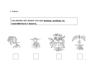 • Ordena:

Les plantes són éssers vius que neixen, creixen, es
reprodueixen i moren.

3

 