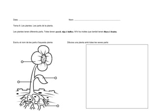Data: .......................................................

Nom: .................................................................................

Tema 6: Les plantes. Les parts de la planta.
Les plantes tenen diferents parts. Totes tenen arrel, tija i fulles. N’hi ha moltes que també tenen flors i fruits.

Escriu el nom de les parts d’aquesta planta:

Dibuixa una planta amb totes les seves parts:

6

 