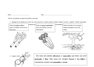 Data: .......................................................

Nom: .................................................................................

Tema 6: Les plantes. Les parts de la planta: Les arrels.
•

L’arrel de les plantes és la part que creix sota terra i serveix perquè la planta s’agafi a la terra i s’aguanti. També s’encarrega

d’absorbir l’aigua i tot allò que la planta necessita per viure. Les arrels poden ser de diferents tipus:
Poden ser petites i fines i
Poden ser grans i gruixudes i
Poden ser fortes i fer uns quants
haver-n’hi moltes, com és el cas

servir-nos d’aliment, com les

metres de llargada, com en els

dels porros.

pastanagues.

arbres.

•

Llegeix i subratlla l’opció correcta:

Els raves són plantes silvestres / conreades que tenen una arrel
gruixuda / fina. Dels reves ens mengem l’arrel / les fulles i
s’acostumen a posar a les amanides / arròs.

7

 