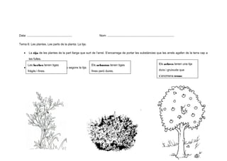Data: .......................................................

Nom: .................................................................................

Tema 6: Les plantes. Les parts de la planta: La tija.
•

La tija de les plantes és la part llarga que surt de l’arrel. S’encarrega de portar les substàncies que les arrels agafen de la terra cap a
les fulles.

•

Les herbes tenen tiges
Podem diferenciar les plantes segons la tija:
fràgils i fines.

Els arbustos tenen tiges

Els arbres tenen una tija

fines però dures.

dura i gruixuda que
s’anomena tronc.

8

 