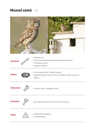 Mussol comú




                                                                                         Artur	Mikolajewski	(Creative	commons)
                                   Trebol-a	(Creative	commons)




              •	 Petit	(24	cm).
              •	 Color	marró	amb	taques	blanques	(sobretot	al	ventre).
Descripció
              •	 Ulls	grossos	i	grocs.
              •	 Cap	gros	i	aplanat.


              •	 Viu	en	espais	oberts.	També	en	pobles.
Hàbitat       •	 Aprofita	qualsevol	forat	per	fer	el	niu	(arbres,	edificis,	parets	de	
                pedra...).




Alimentació   •	 Insectes,	ocells,	rosegadors	i	serps.




Curiositats   •	 És	el	rapinyaire	nocturn	més	fàcil	de	veure	de	dia.




              •	 Modificació	de	l’hàbitat.
Perills
              •	 Atropellaments.
 