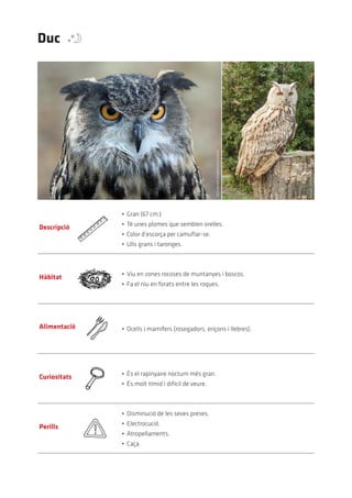 Duc




                                                     Dick	daniels	(Creative	commons)




                                                                                       Lotse	(Creative	commons)
              •	 Gran	(67	cm.)
              •	 Té	unes	plomes	que	semblen	orelles.
Descripció
              •	 Color	d’escorça	per	camuflar-se.
              •	 Ulls	grans	i	taronges.



              •	 Viu	en	zones	rocoses	de	muntanyes	i	boscos.
Hàbitat
              •	 Fa	el	niu	en	forats	entre	les	roques.




Alimentació   •	 Ocells	i	mamífers	(rosegadors,	eriçons	i	llebres).




              •	 És	el	rapinyaire	nocturn	més	gran.
Curiositats
              •	 És	molt	tímid	i	difícil	de	veure.



              •	 Disminució	de	les	seves	preses.
              •	 Electrocució.
Perills
              •	 Atropellaments.
              •	 Caça.
 