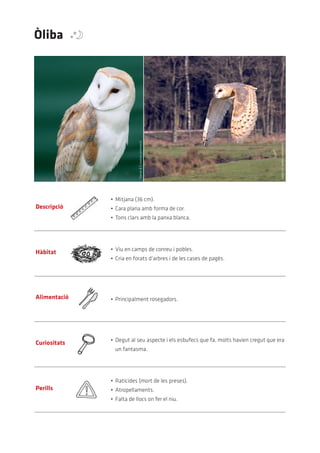 Òliba




                           Stevie-B	(Creative	commons)




                                                                                      Jürgen	(Creative	commons)
              •	 Mitjana	(36	cm).
Descripció    •	 Cara	plana	amb	forma	de	cor.
              •	 Tons	clars	amb	la	panxa	blanca.




              •	 Viu	en	camps	de	conreu	i	pobles.
Hàbitat
              •	 Cria	en	forats	d’arbres	i	de	les	cases	de	pagès.




Alimentació   •	 Principalment	rosegadors.




              •	 Degut	al	seu	aspecte	i	els	esbufecs	que	fa,	molts	havien	cregut	que	era	
Curiositats
                un	fantasma.




              •	 Raticides	(mort	de	les	preses).
Perills       •	 Atropellaments.
              •	 Falta	de	llocs	on	fer	el	niu.
 