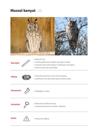Mussol banyut




                                            Mindaugas	urbonas	(Creative	commons)




                                                                                   Bob	Jones	(Creative	commons)
              •	 Mitjà	(35	cm).
              •	 Té	unes	plomes	que	semblen	unes	grans	orelles.
Descripció
              •	 Corpulent	quan	està	tranquil	i	esvelt	quan	està	alerta.
              •	 Colors	marrons	de	camuflatge.



              •	 Zones	boscoses	fins	i	tot	a	l’alta	muntanya.
Hàbitat
              •	 Aprofita	els	nius	dels	arbres	que	fan	altres	ocells.




Alimentació   •	 Rosegadors	i	ocells.




              •	 Molt	discret	i	difícil	de	veure.
Curiositats
              •	 S’ajunten	per	dormir	als	arbres	i	arbustos.




Perills       •	 Pèrdua	de	l’hàbitat.
 