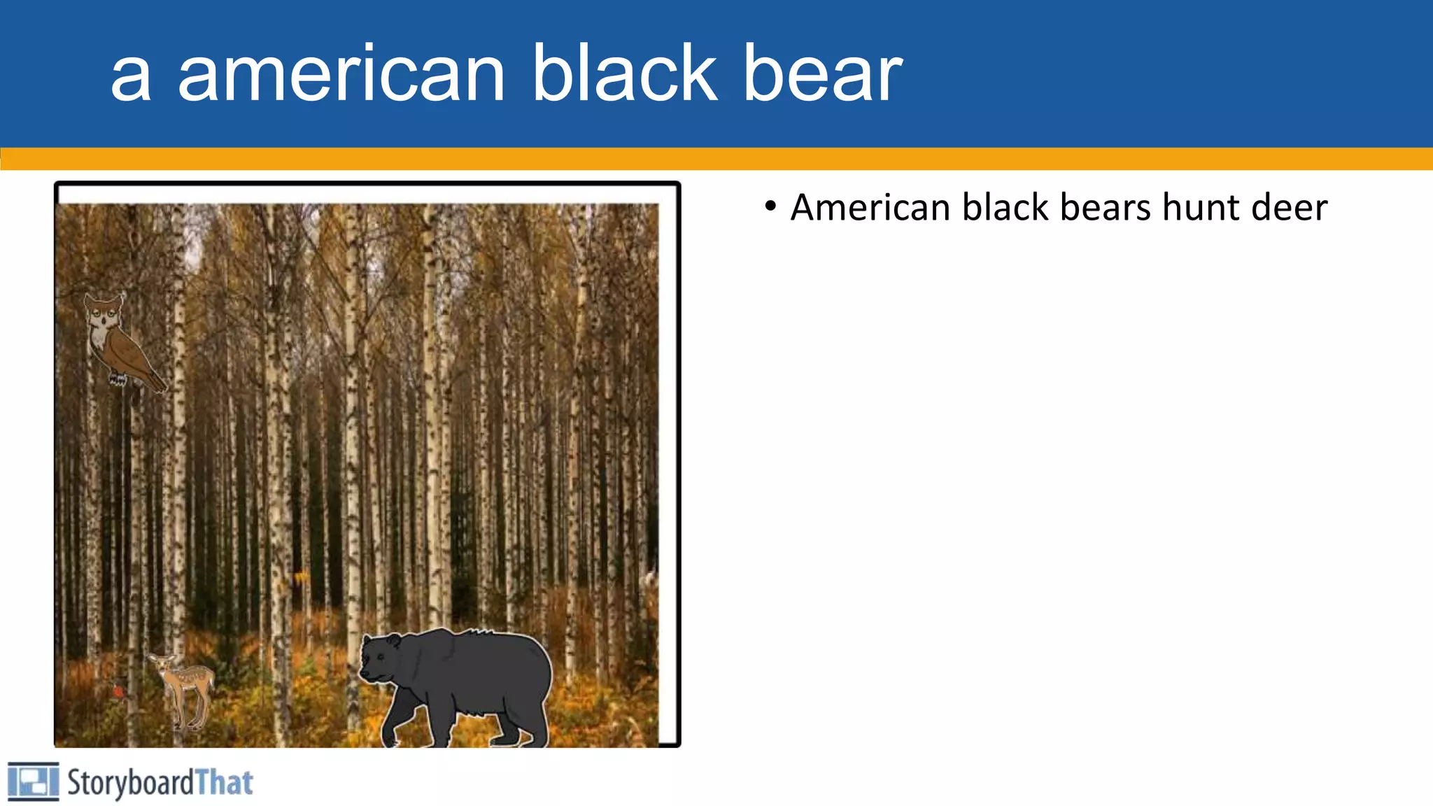 a american black bear
• American black bears hunt deer
 
