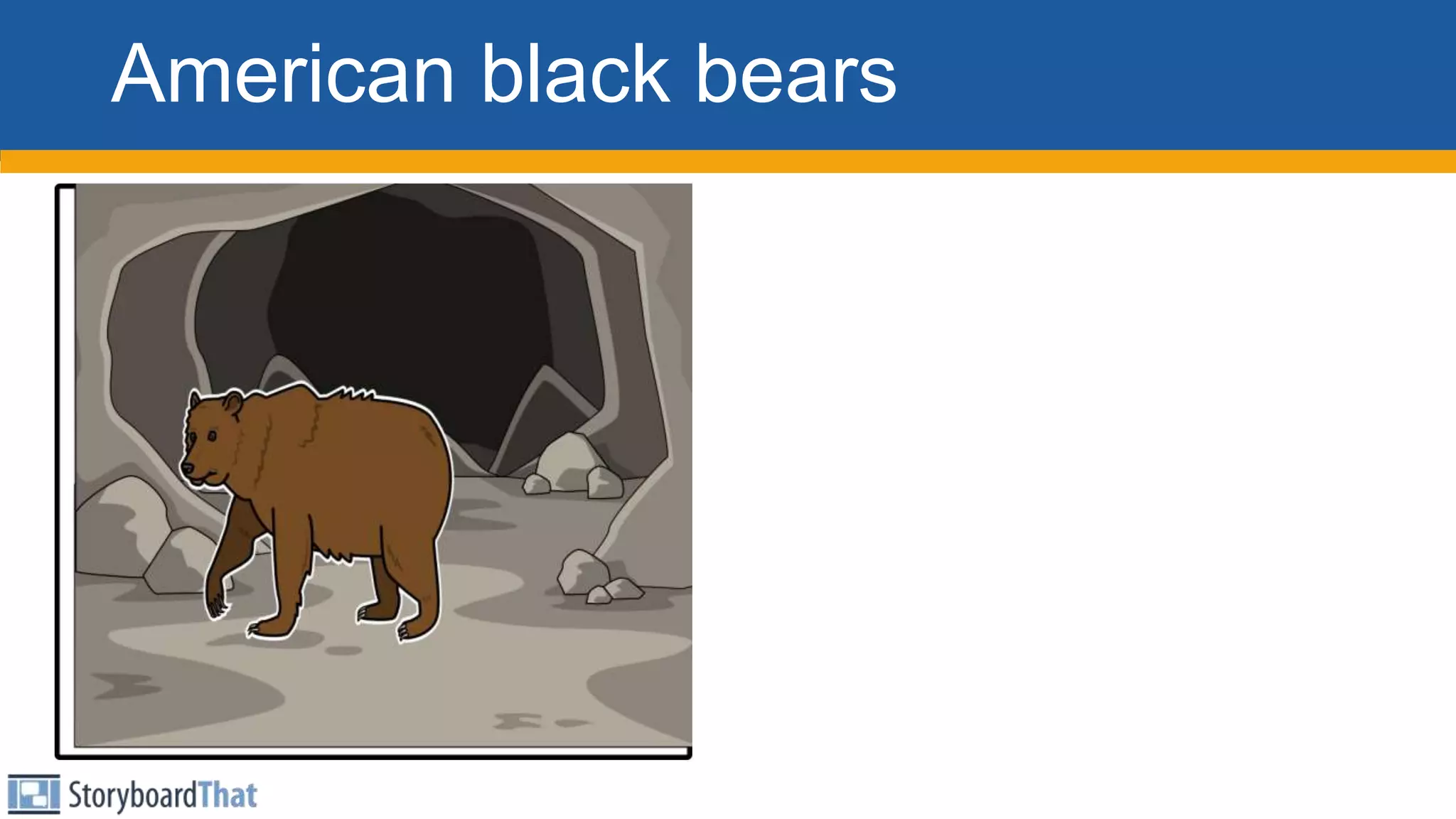American black bears
 