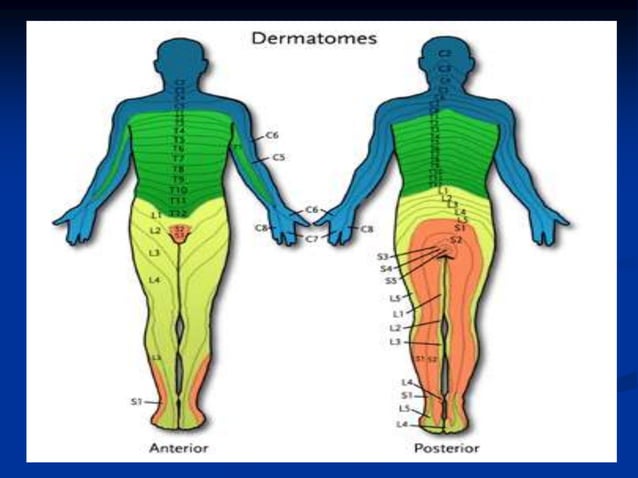 _FIU - Thoracic and Lumbar Spine Special Tests and Pathologies (1 ...