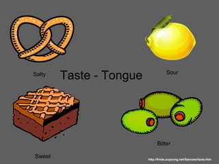 Five Senses Powerpoint | PPT