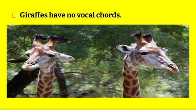 WHAT ARE THE FIVE AMAZING FACTS ABOUT ANIMALS visual data 3