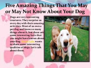 Dogs are very interesting
creatures. They surprise us
every day with their amazing
activities. Most of us own a
pet dog and know so many
things about it, but there are
some interesting facts that
you might have known about
your dog. Nuvet Labs wants
to share some interesting
qualities of dogs. Let’s talk
about them.
 