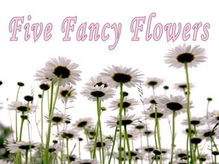 Five Fancy Flowers 