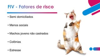 • Semi domiciliados
• Menos sociais
• Machos jovens não castrados
• Colônias
• Estresse
 