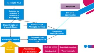 Inoculação Vírus
Infecção de
Linfócitos B
Linfócitos T
Macrófagos
Redução CD4
Alteração citocinas
Progressiva
disfunção imune
Infecções
oportunistas
Neoplasias
Aumento da viremia
Disseminação em
órgãos linfóides
Supressão não
específica fatores de
CD8
8 - 12
Semanas
Idade do animal
Subtipo viral
Anticorpos
2 - 4 semanas
Quantidade inoculada
Via de inoculação
 