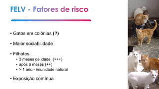 • Gatos em colônias (?)
• Maior sociabilidade
• Filhotes
• 3 meses de idade (+++)
• após 6 meses (++)
• > 1 ano - imunidade natural
• Exposição contínua
 