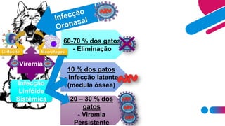 Infecção
Linfóide
Sistêmica
Viremia
60-70 % dos gatos
- Eliminação
10 % dos gatos
- Infecção latente
(medula óssea)
20 – 30 % dos
gatos
- Viremia
Persistente
MacrofagosLinfócito
s
 