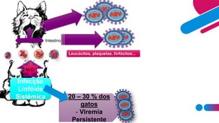 Infecção
Linfóide
Sistêmica 20 – 30 % dos
gatos
- Viremia
Persistente
Leucócitos, plaquetas, linfócitos...
M.O.
Intestino
 