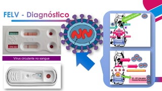 Vírus circulante no sangue
 