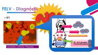 • IFI
Leucócitos, Linfócitos, Plaquetas, . . .
 