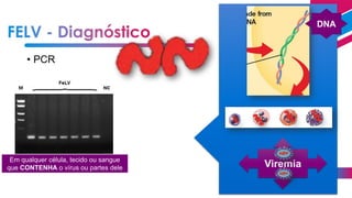 • PCR
Em qualquer célula, tecido ou sangue
que CONTENHA o vírus ou partes dele Viremia
DNA
 