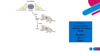 Viremia
• 3 a 6 semanas
• Infecção da medula
óssea
ELISA +
IFI +
PCR +
 