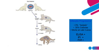 Infecção Progressiva
• 3% “Isolado”
• 30% Colônias
• Morte em até 3 anos
ELISA +
IFI +
PCR +
 