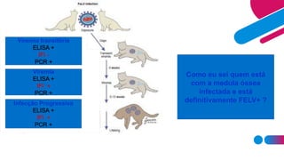 Como eu sei quem está
com a medula óssea
infectada e está
definitivamente FELV+ ?
Viremia transitória
ELISA +
IFI -
PCR +
Viremia
ELISA +
IFI +
PCR +
Infecção Progressiva
ELISA +
IFI +
PCR +
 