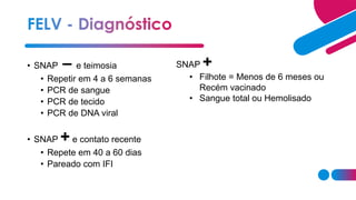 • SNAP – e teimosia
• Repetir em 4 a 6 semanas
• PCR de sangue
• PCR de tecido
• PCR de DNA viral
• SNAP + e contato recente
• Repete em 40 a 60 dias
• Pareado com IFI
SNAP +
• Filhote = Menos de 6 meses ou
Recém vacinado
• Sangue total ou Hemolisado
 