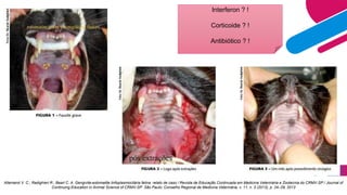 Allemand V. C.; Radighieri R.; Bearl C. A. Gengivite-estomatite linfoplasmocitária felina: relato de caso / Revista de Educação Continuada em Medicina Veterinária e Zootecnia do CRMV-SP / Journal of
Continuing Education in Animal Science of CRMV-SP. São Paulo: Conselho Regional de Medicina Veterinária, v. 11, n. 3 (2013), p. 24–29, 2013
Interferon ? !
Corticoide ? !
Antibiótico ? !
 