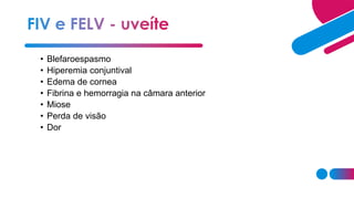 • Blefaroespasmo
• Hiperemia conjuntival
• Edema de cornea
• Fibrina e hemorragia na câmara anterior
• Miose
• Perda de visão
• Dor
 