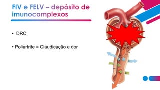 • DRC
• Poliartrite = Claudicação e dor
 