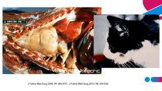 J Feline Med Surg 2009; 11: 565-574 ; J Feline Med Surg 2013; 15: 534-535
 