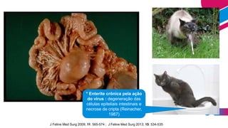 J Feline Med Surg 2009; 11: 565-574 ; J Feline Med Surg 2013; 15: 534-535
* Enterite crônica pela ação
do vírus : degeneração das
células epiteliais intestinais e
necrose de cripta (Reinacher,
1987)
 