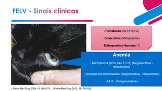 J Feline Med Surg 2009; 11: 565-574 ; J Feline Med Surg 2013; 15: 534-535
Anemia
- Micoplasma (90% são FELV) (Regenerativa -
reticulocitos)
- Doenças Imunomediadas (Regenerativa - reticulocitos)
- M.O. (Arregenerativa)
-Transfusão (se Ht<20%)
-Doxiciclina (Micoplasma)
-Eritropoetina Humana (?)
 