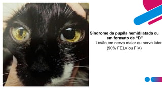 Síndrome da pupila hemidilatada ou
em formato de “D”
Lesão em nervo malar ou nervo latera
(90% FELV ou FIV)
 