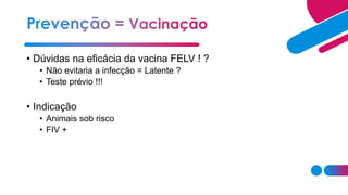 • Dúvidas na eficácia da vacina FELV ! ?
• Não evitaria a infecção = Latente ?
• Teste prévio !!!
• Indicação
• Animais sob risco
• FIV +
 