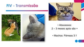 • Abscessos:
2 – 3 meses após são +
• Machos: Fêmeas 3:1
 