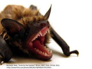 Reinbold, Matt. “Smile for the Camera.” 30 Jun. 2007. Flickr. 14 Feb. 2011. <http://www.flickr.com/photos/98528214@N00/673915993>.