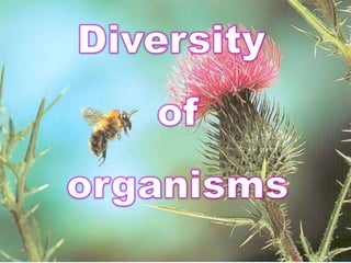 Diversity  of  organisms 