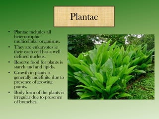 Plantae
• Plantae includes all
heterotrophic
multicellular organisms.
• They are eukaryotes ie
their each cell has a well
defined nucleus.
• Reserve food for plants is
starch and and lipids.
• Growth in plants is
generally indefinite due to
presence of growing
points.
• Body form of the plants is
irregular due to presence
of branches.

 