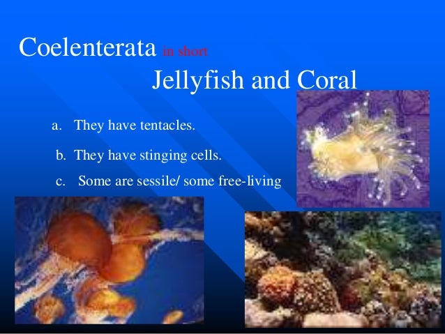What are some characteristics of coelenterates?