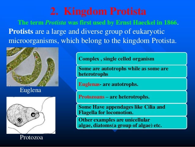 Five Kingdom Classification