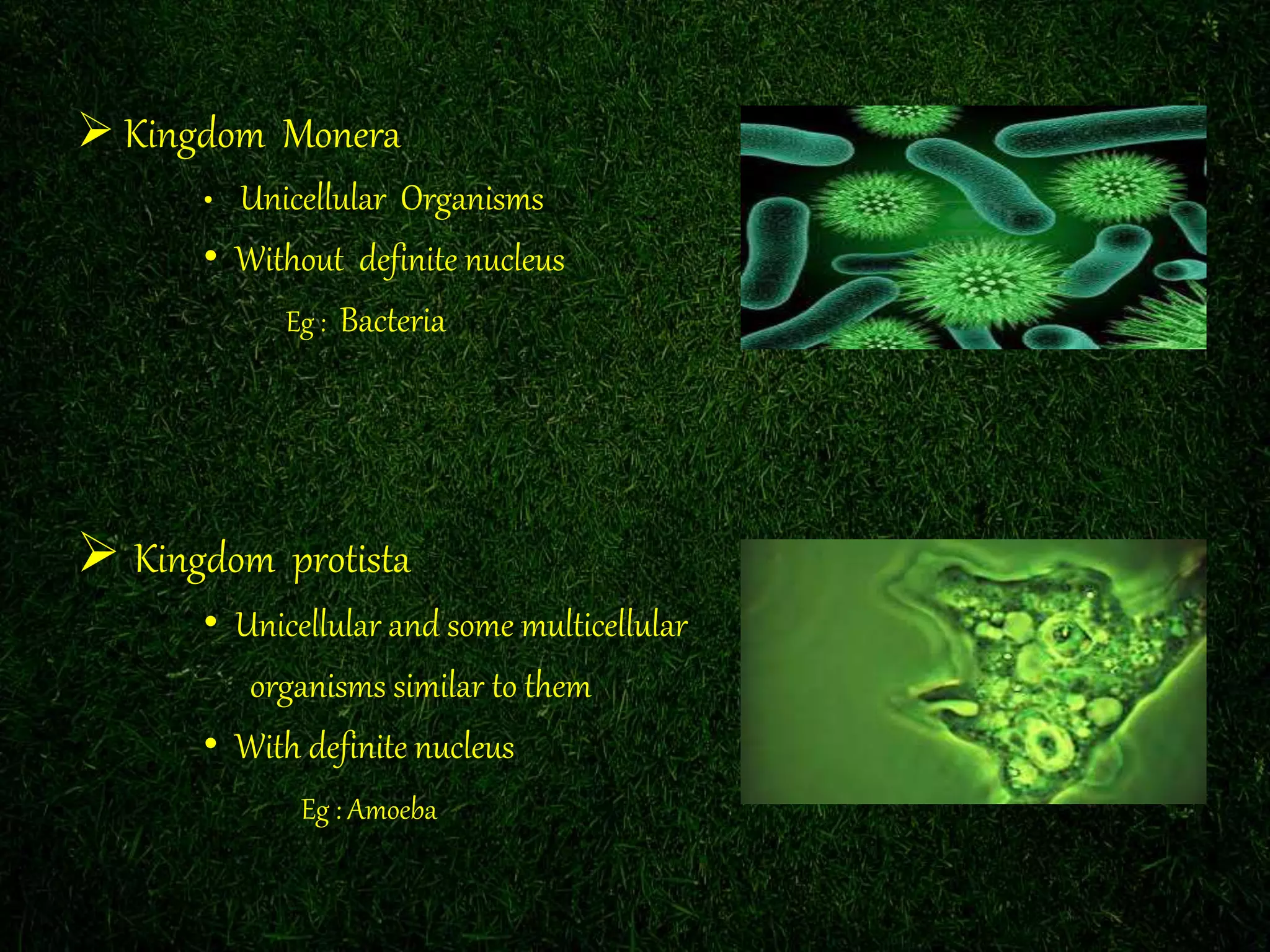  Kingdom Monera
• Unicellular Organisms
• Without definite nucleus
Eg : Bacteria
Kingdom protista
• Unicellular and some multicellular
organisms similar to them
• With definite nucleus
Eg : Amoeba
